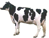 Blinde Kuh Die Suchmaschine f�r Kinder